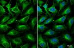 Complement C3 Antibody in Immunocytochemistry (ICC/IF)