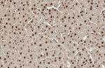 Histone H4 Antibody in Immunohistochemistry (Paraffin) (IHC (P))