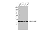 Histone H4 Antibody in Western Blot (WB)