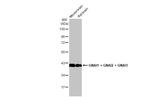 GNAI1/GNAI2/GNAI3 Antibody in Western Blot (WB)