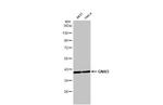 GNAI3 Antibody in Western Blot (WB)