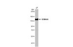 SEMA6A Antibody in Western Blot (WB)
