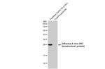Influenza A H1N1 HA (A/California/07/2009) Antibody in Western Blot (WB)