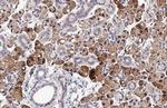 GPS2 Antibody in Immunohistochemistry (Paraffin) (IHC (P))