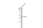 GPS2 Antibody in Western Blot (WB)