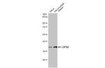 GPS2 Antibody in Western Blot (WB)