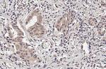 RNaseH1 Antibody in Immunohistochemistry (Paraffin) (IHC (P))