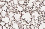 HEY1 Antibody in Immunohistochemistry (Paraffin) (IHC (P))