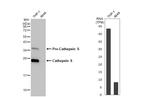 Cathepsin S Antibody in Western Blot (WB)