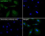 NAPSA Antibody in Immunocytochemistry (ICC/IF)