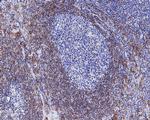 CD32b Antibody in Immunohistochemistry (Paraffin) (IHC (P))