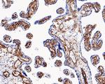 CD32b Antibody in Immunohistochemistry (Paraffin) (IHC (P))