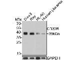 CD32b Antibody in Western Blot (WB)