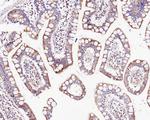 CUX1/Protein CASP Antibody in Immunohistochemistry (Paraffin) (IHC (P))