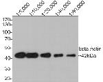 beta Actin Antibody in Western Blot (WB)