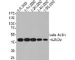 beta Actin Antibody in Western Blot (WB)