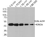 beta Actin Antibody in Western Blot (WB)