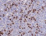 POMC Antibody in Immunohistochemistry (Paraffin) (IHC (P))