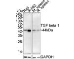 TGF beta-1 Antibody in Western Blot (WB)