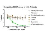 N6-Methyladenosine (m6A) Antibody in ELISA (ELISA)
