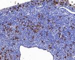 POMC Antibody in Immunohistochemistry (Paraffin) (IHC (P))