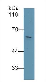 KPNA2 Antibody in Western Blot (WB)