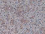 Prothrombin Antibody in Immunohistochemistry (Paraffin) (IHC (P))