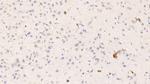 HRG Antibody in Immunohistochemistry (Paraffin) (IHC (P))