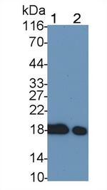 Cofilin Antibody in Western Blot (WB)