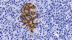 Apolipoprotein J Antibody in Immunohistochemistry (Paraffin) (IHC (P))