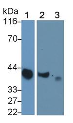 Apolipoprotein J Antibody in Western Blot (WB)