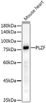 PLZF Antibody in Western Blot (WB)
