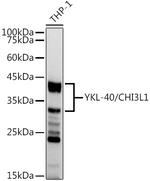 CHI3L1 Antibody in Western Blot (WB)