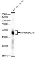 Human IgG (Fc) Antibody in Western Blot (WB)