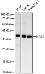 NACA Antibody in Western Blot (WB)