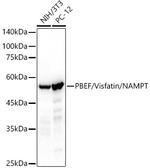 NAMPT Antibody in Western Blot (WB)