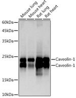 Caveolin 1 Antibody in Western Blot (WB)