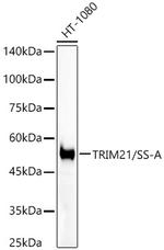 TRIM21 Antibody in Western Blot (WB)