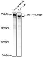 MYH7 Antibody in Western Blot (WB)