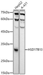 HSD17B13 Antibody in Western Blot (WB)