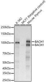BACH1 Antibody in Western Blot (WB)