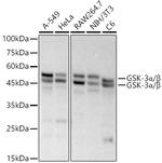 GSK3 alpha/beta Antibody in Western Blot (WB)