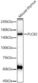 PLCB2 Antibody in Western Blot (WB)