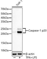 Caspase 1 p20 Antibody in Western Blot (WB)