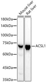 ACSL1 Antibody in Western Blot (WB)