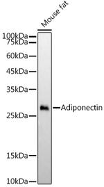 Adiponectin Antibody in Western Blot (WB)