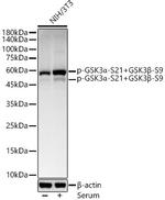 Phospho-GSK3 alpha/beta (Ser21, Ser9) Antibody in Western Blot (WB)