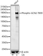 Phospho-GCN2 (Thr899) Antibody in Western Blot (WB)