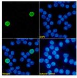 CD40 Chimeric Antibody in Immunocytochemistry (ICC/IF)