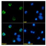 CEACAM8 Antibody in Immunocytochemistry (ICC/IF)